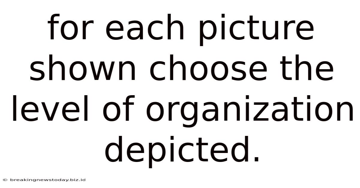 For Each Picture Shown Choose The Level Of Organization Depicted.