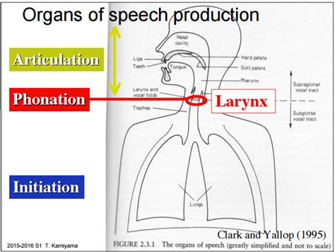 Forming Particular Speech Sounds Crisply And Distinctly Is Called