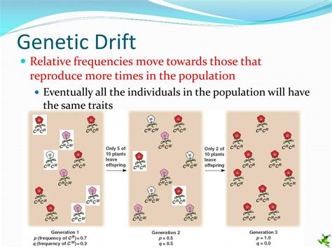 Genetic Drift Refers To The Movement Of Individuals Between Population