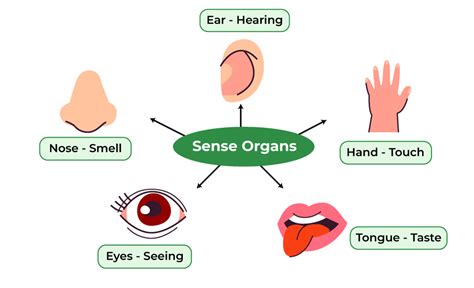 He Activation Of The Sense Organs Is Called