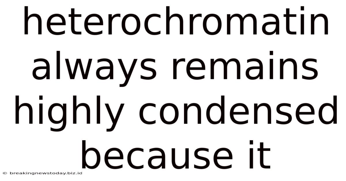 Heterochromatin Always Remains Highly Condensed Because It
