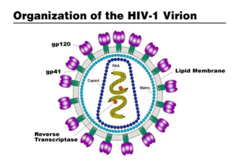 Hiv Infection Progresses To Aids When Quizlet