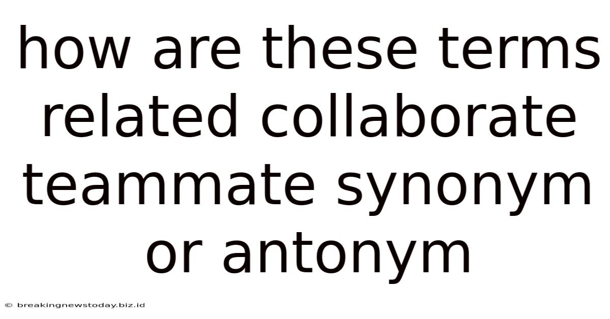 How Are These Terms Related Collaborate Teammate Synonym Or Antonym