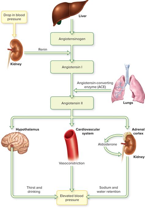 How Do The Kidneys Regulate Blood Volume And Blood Quizlet