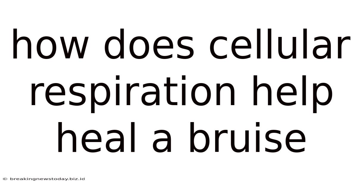 How Does Cellular Respiration Help Heal A Bruise