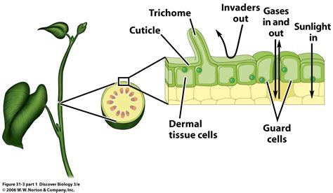 How Does Dermal Tissue Help Plants On A Hot Day