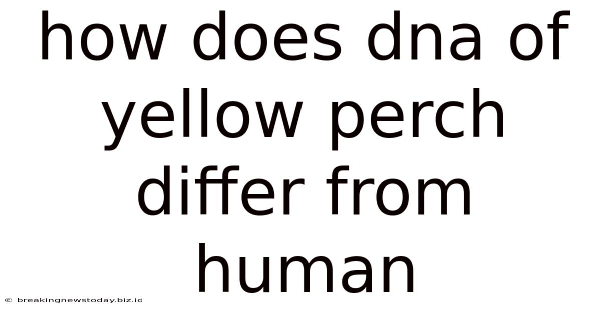 How Does Dna Of Yellow Perch Differ From Human
