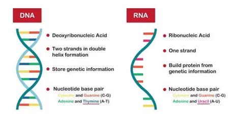 How Does Rna Differ From Dna Quizlet