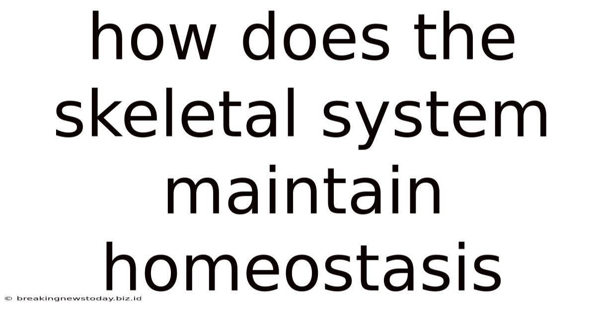 How Does The Skeletal System Maintain Homeostasis