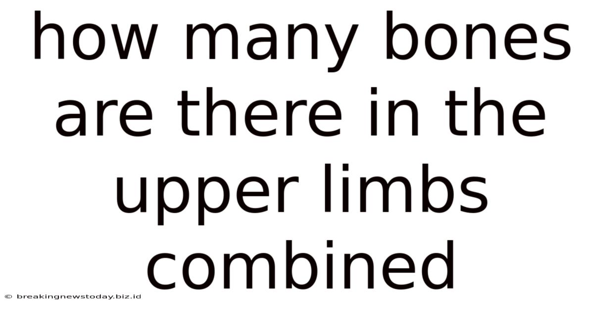 How Many Bones Are There In The Upper Limbs Combined