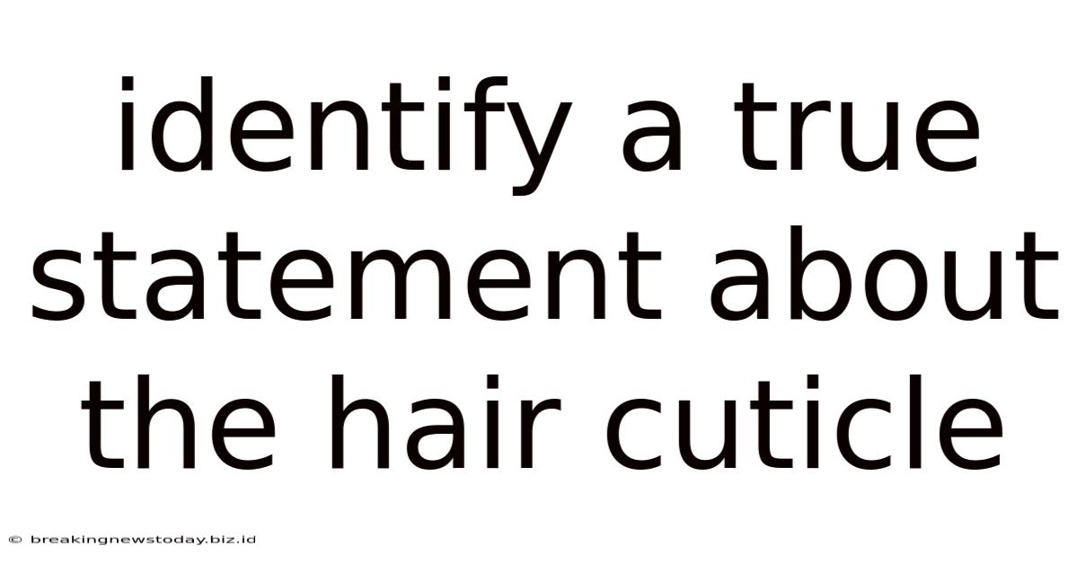 Identify A True Statement About The Hair Cuticle
