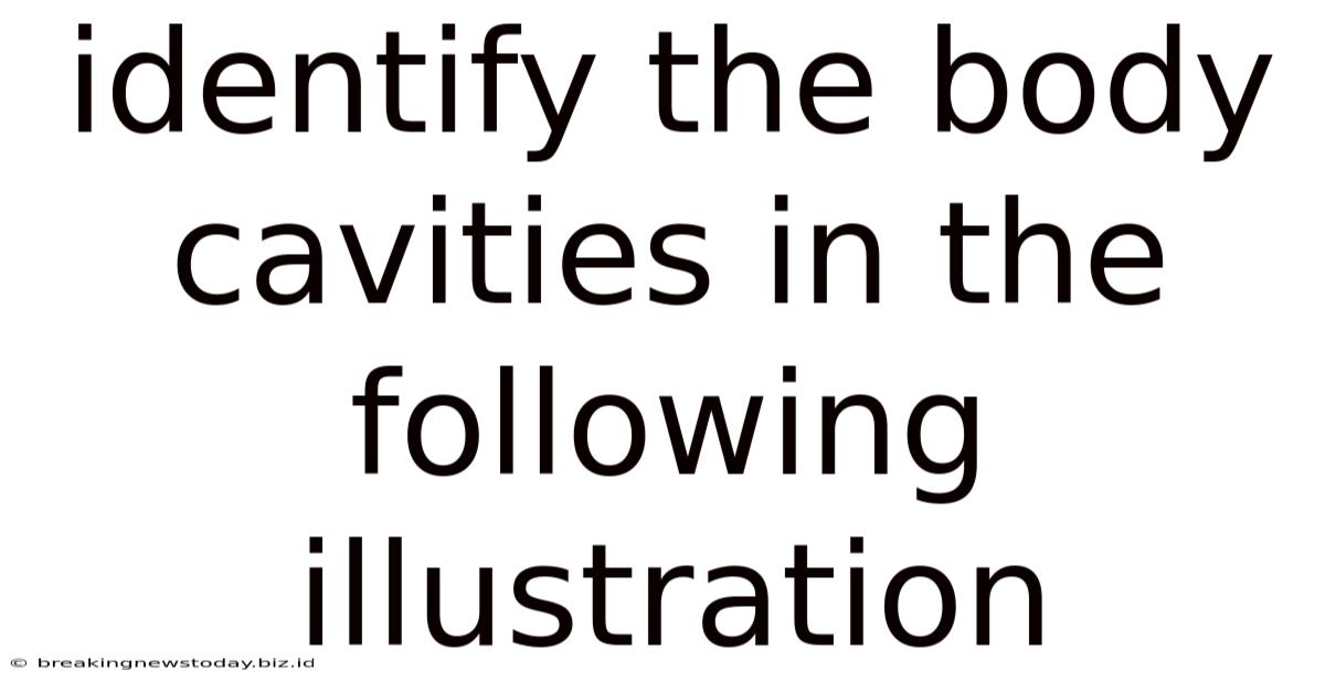 Identify The Body Cavities In The Following Illustration