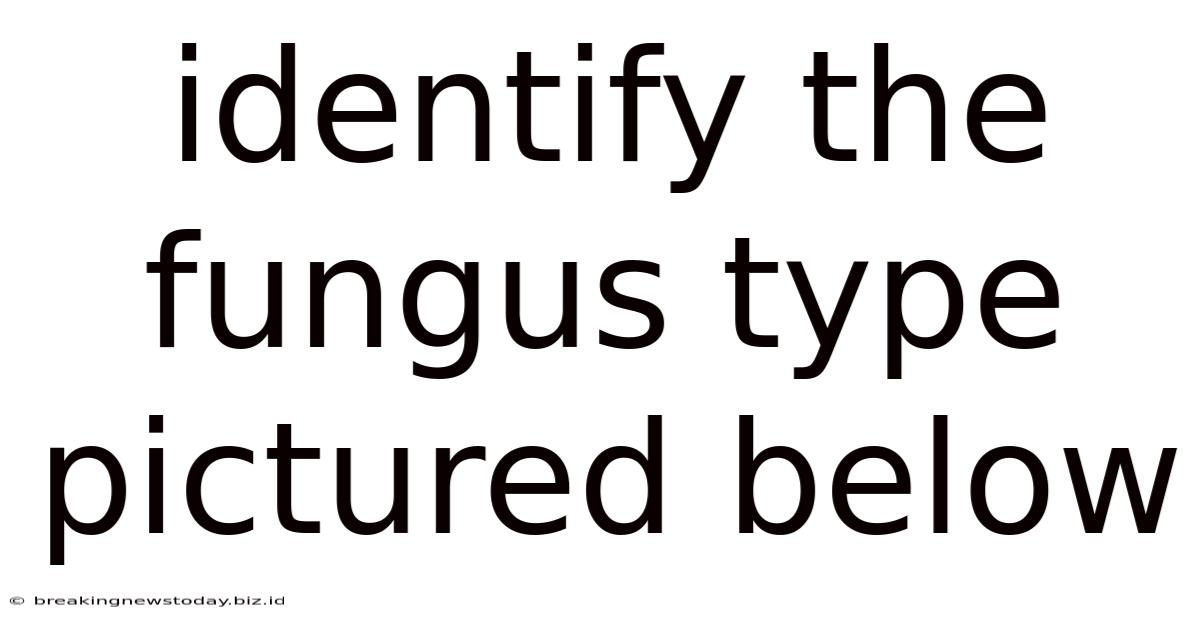 Identify The Fungus Type Pictured Below.
