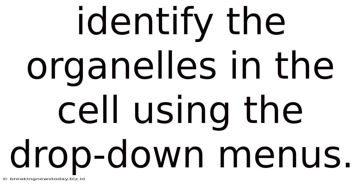 Identify The Organelles In The Cell Using The Drop-down Menus.