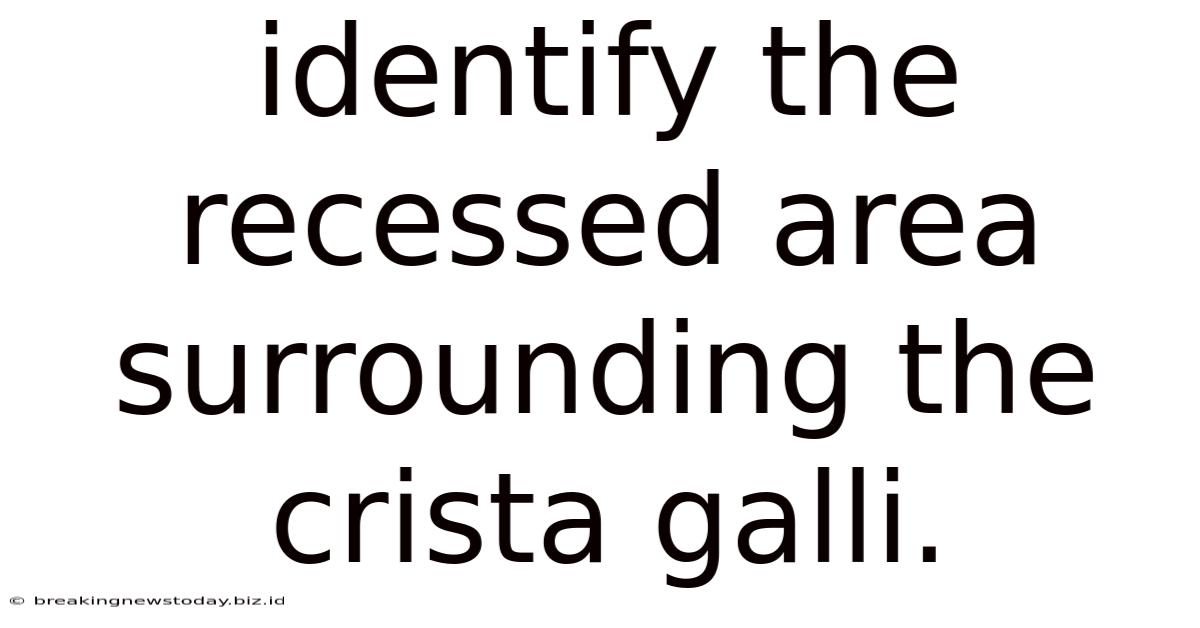 Identify The Recessed Area Surrounding The Crista Galli.