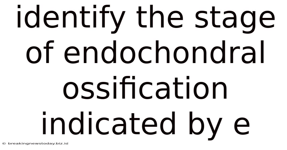 Identify The Stage Of Endochondral Ossification Indicated By E