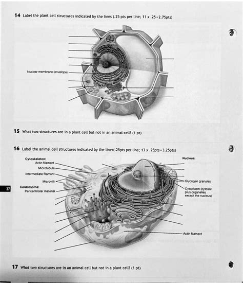 Identify The Structure Indicated By The Lines.