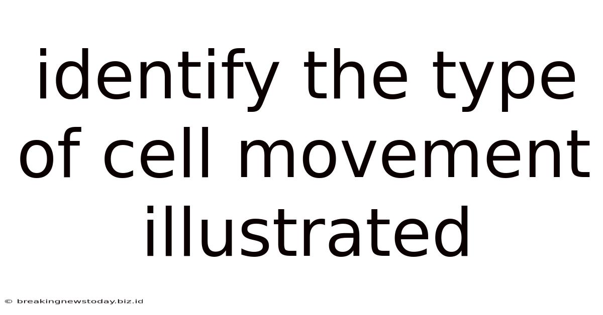 Identify The Type Of Cell Movement Illustrated
