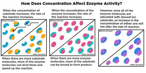 If You Add More Enzyme The Reaction Will