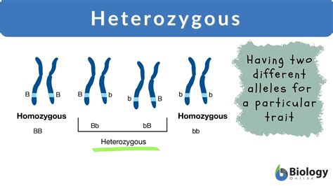 In A Heterozygous Individual The Allele Being Expressed Is