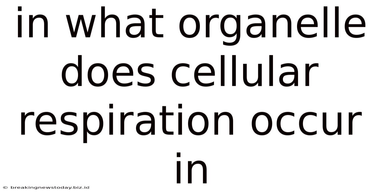 In What Organelle Does Cellular Respiration Occur In