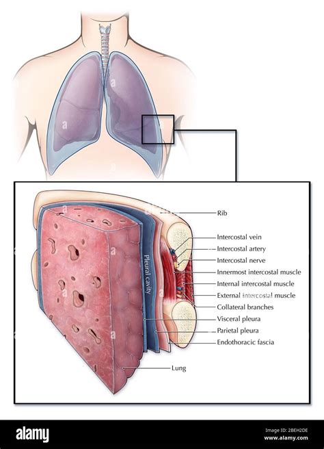 Inner Serosa Membrane That Adheres To The Lungs.