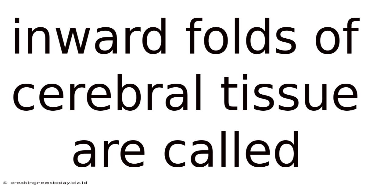 Inward Folds Of Cerebral Tissue Are Called
