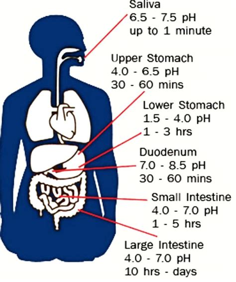 It Takes The Body On Average Approximately