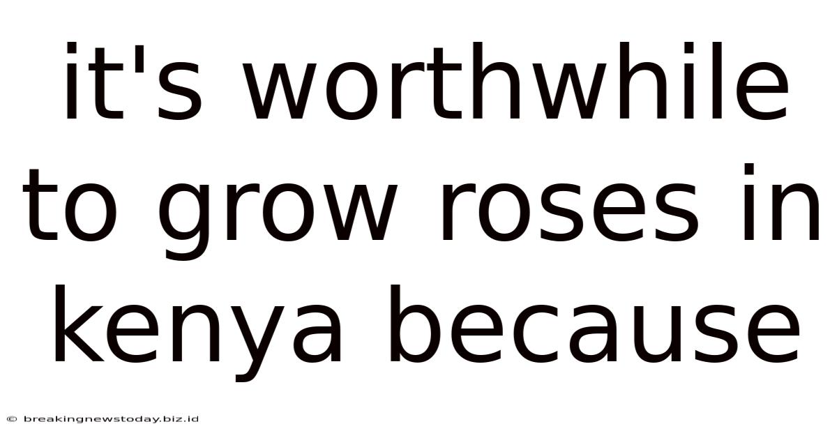 It's Worthwhile To Grow Roses In Kenya Because