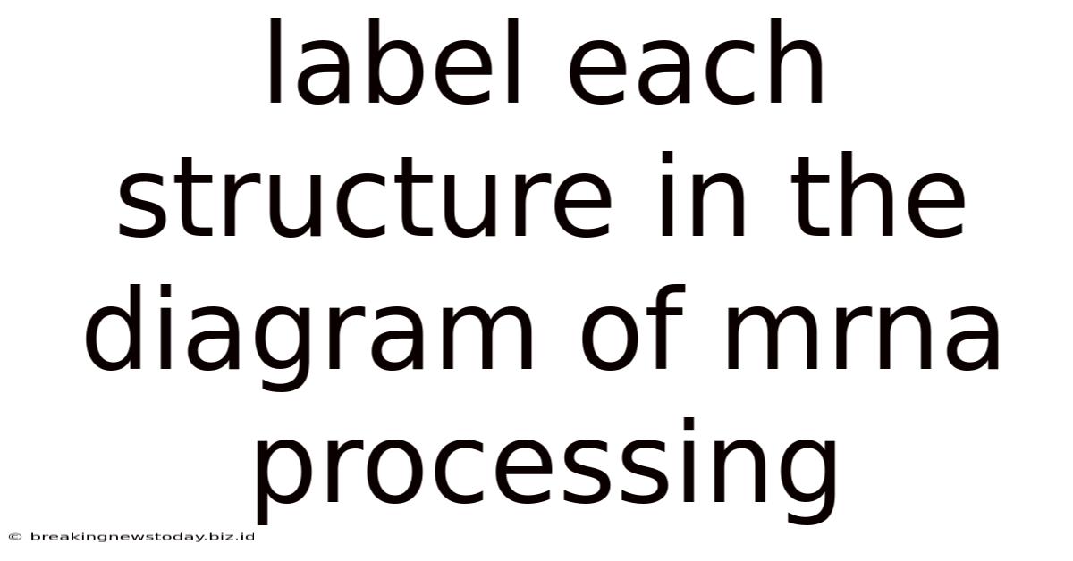 Label Each Structure In The Diagram Of Mrna Processing
