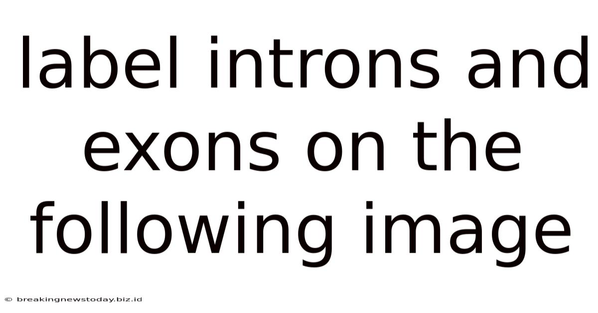 Label Introns And Exons On The Following Image