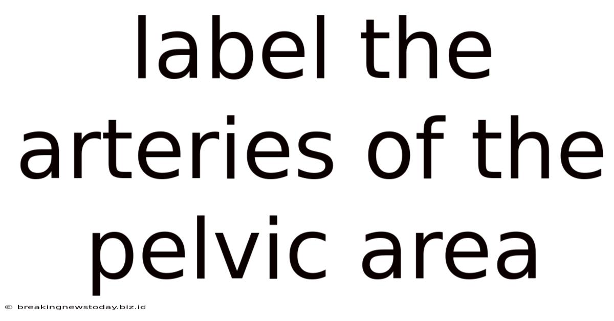 Label The Arteries Of The Pelvic Area