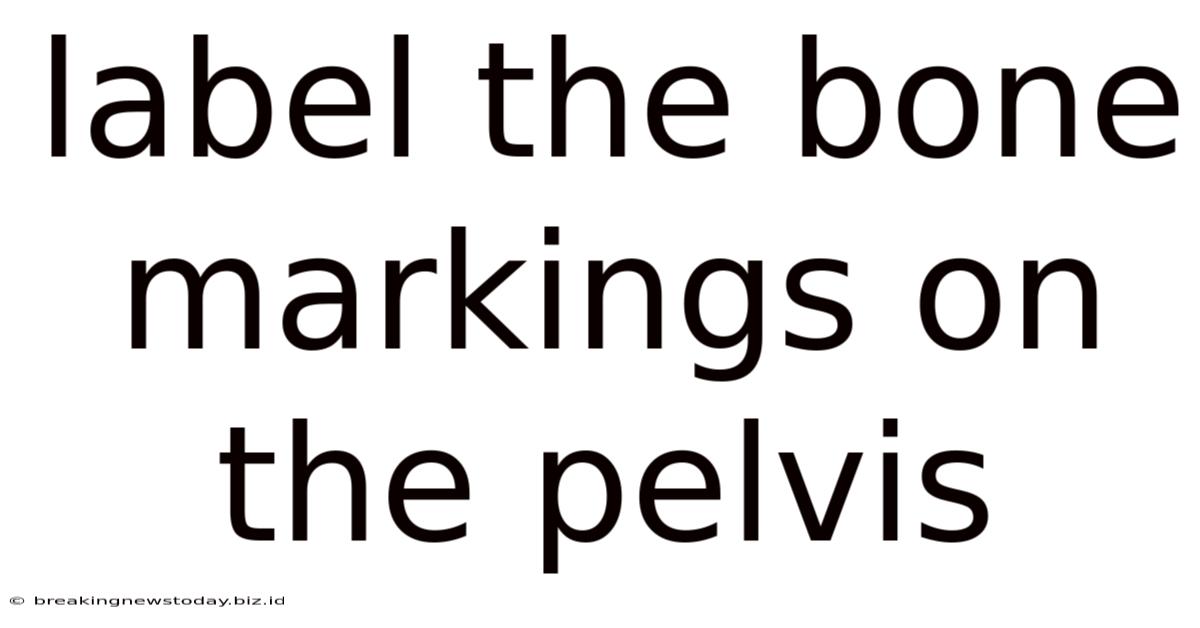 Label The Bone Markings On The Pelvis