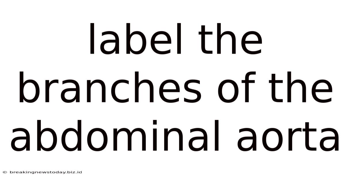 Label The Branches Of The Abdominal Aorta