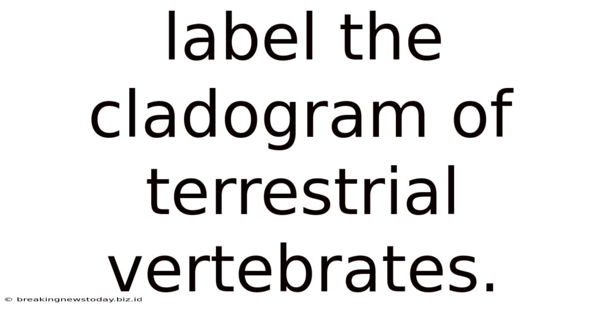 Label The Cladogram Of Terrestrial Vertebrates.