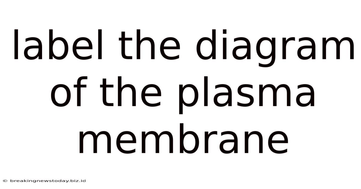 Label The Diagram Of The Plasma Membrane