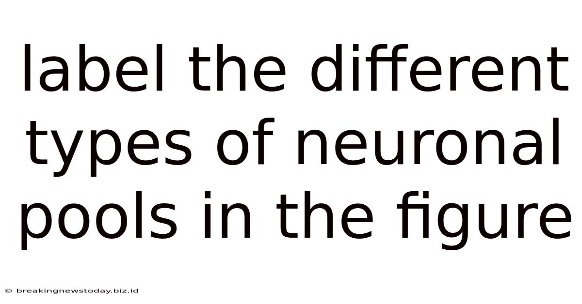 Label The Different Types Of Neuronal Pools In The Figure