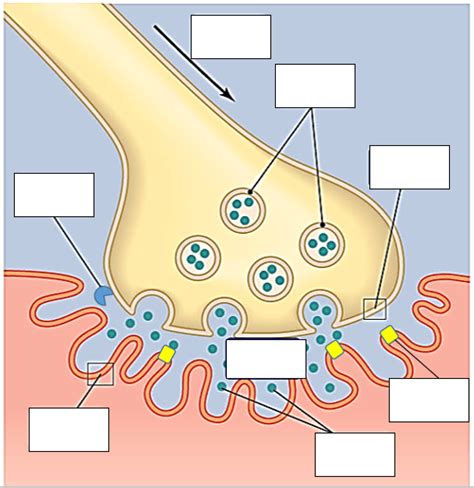 Label The Features Of A Neuromuscular Junction