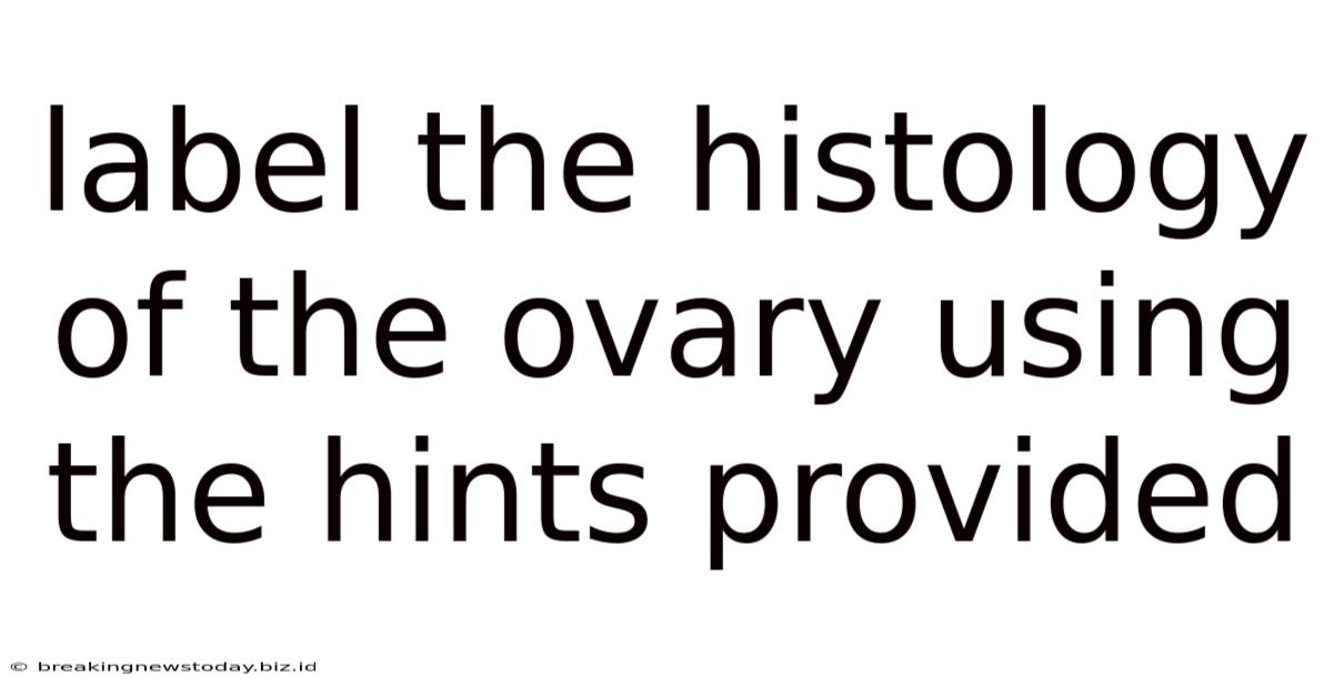 Label The Histology Of The Ovary Using The Hints Provided