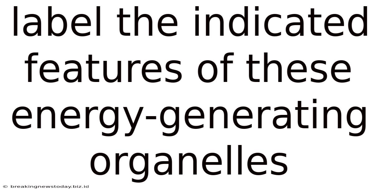 Label The Indicated Features Of These Energy-generating Organelles