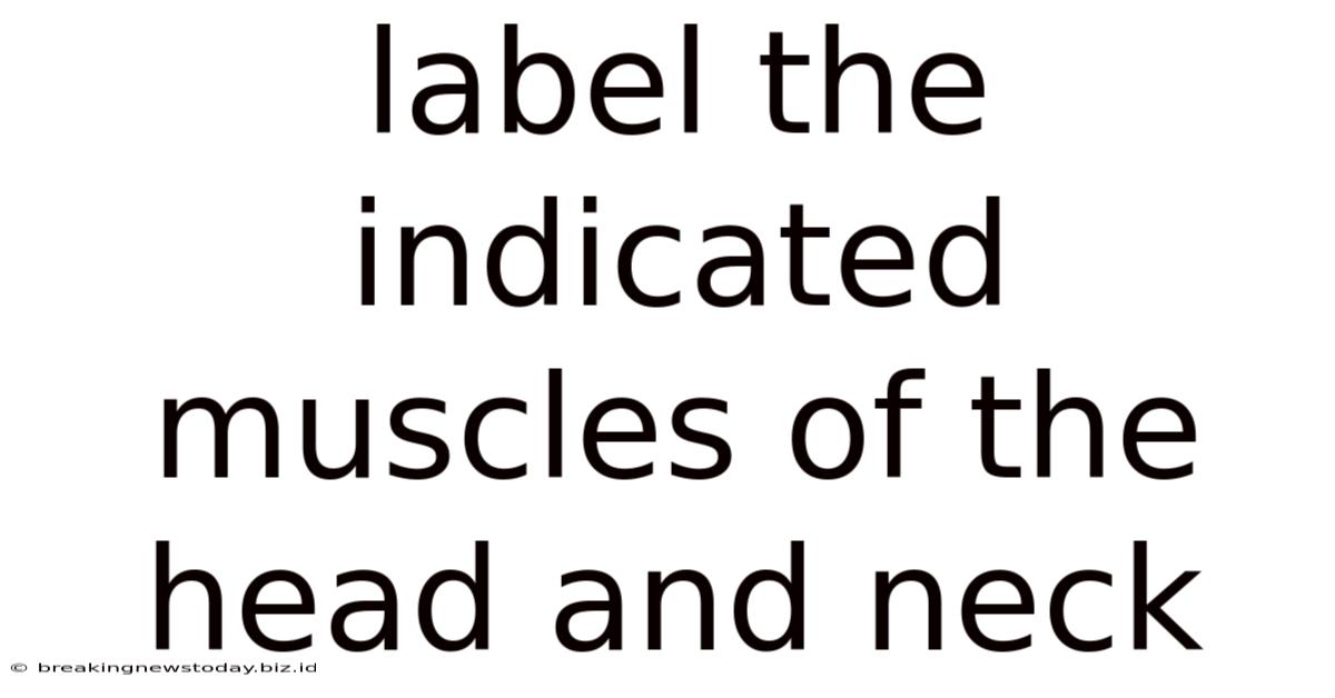 Label The Indicated Muscles Of The Head And Neck