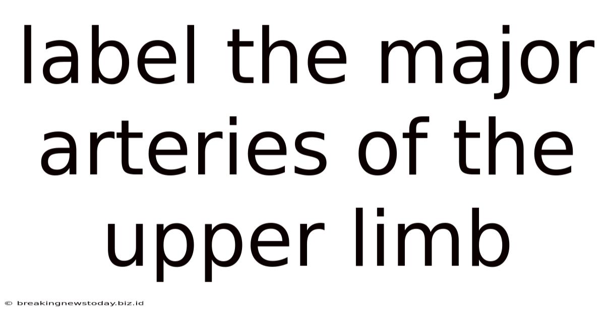 Label The Major Arteries Of The Upper Limb