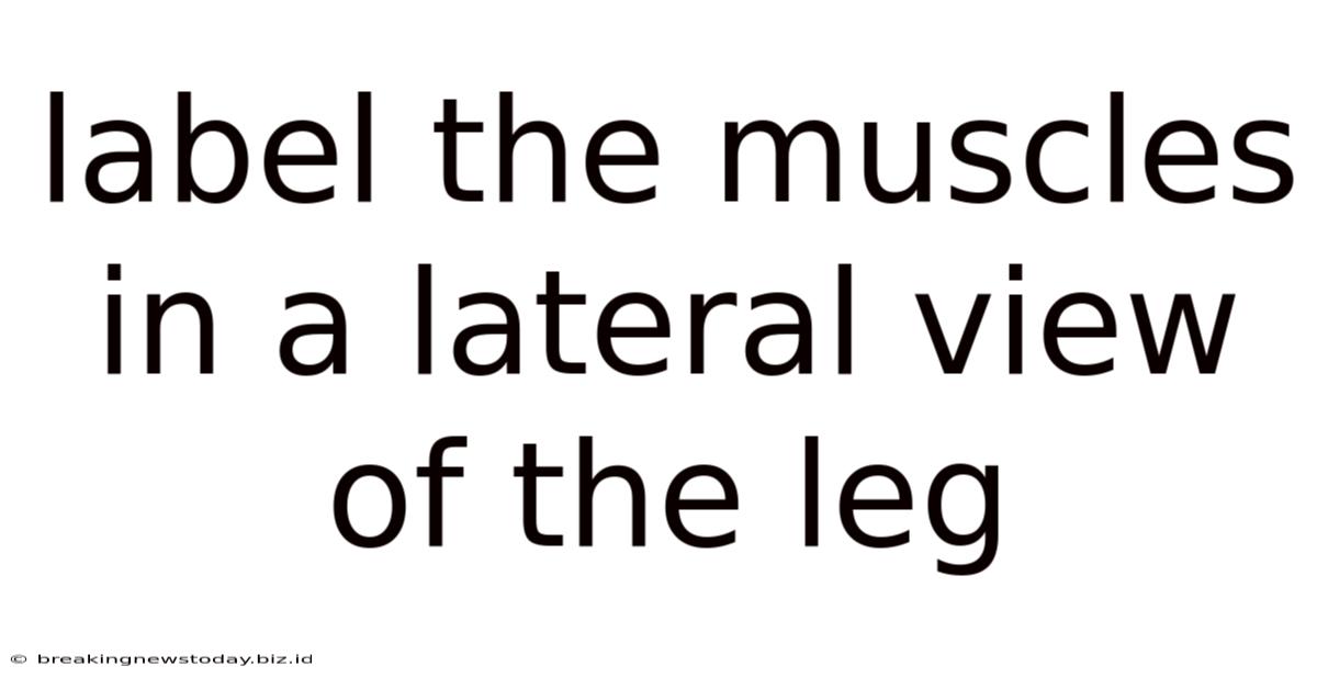 Label The Muscles In A Lateral View Of The Leg