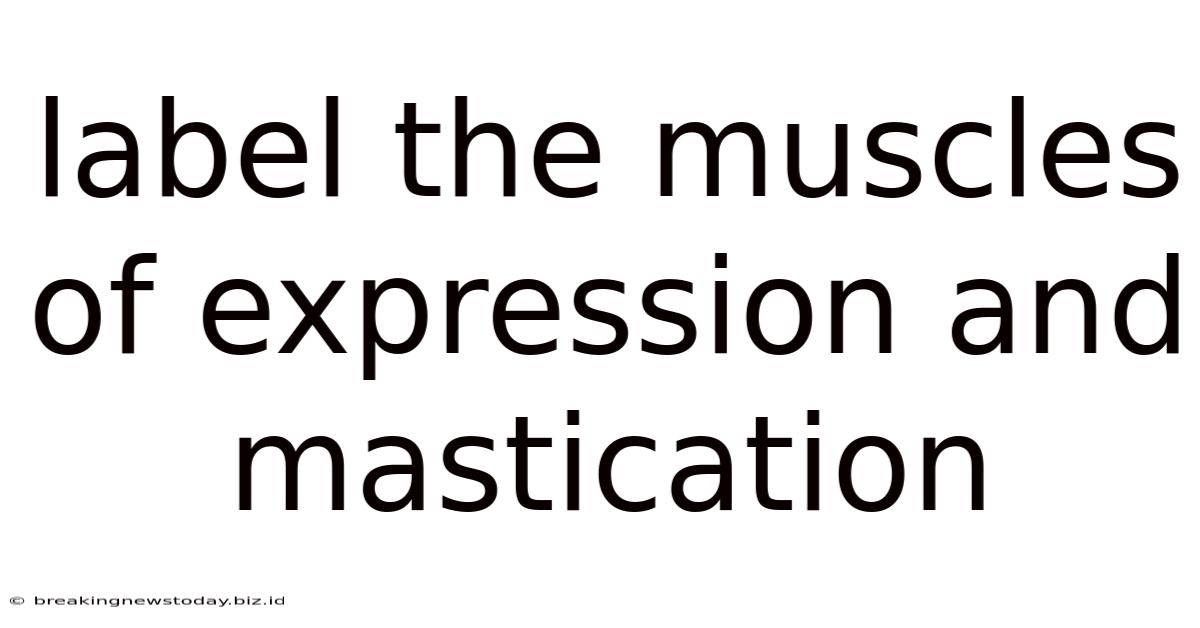 Label The Muscles Of Expression And Mastication