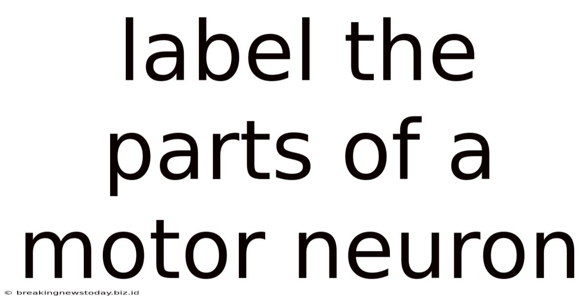 Label The Parts Of A Motor Neuron