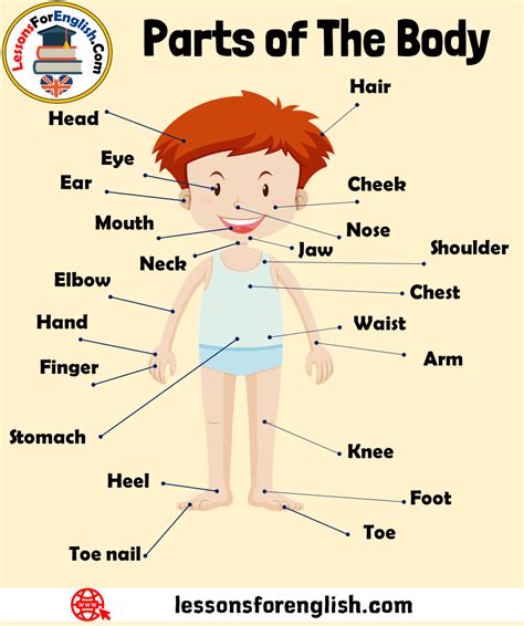 Label The Parts Of The Body. Remember The Definite Articles.