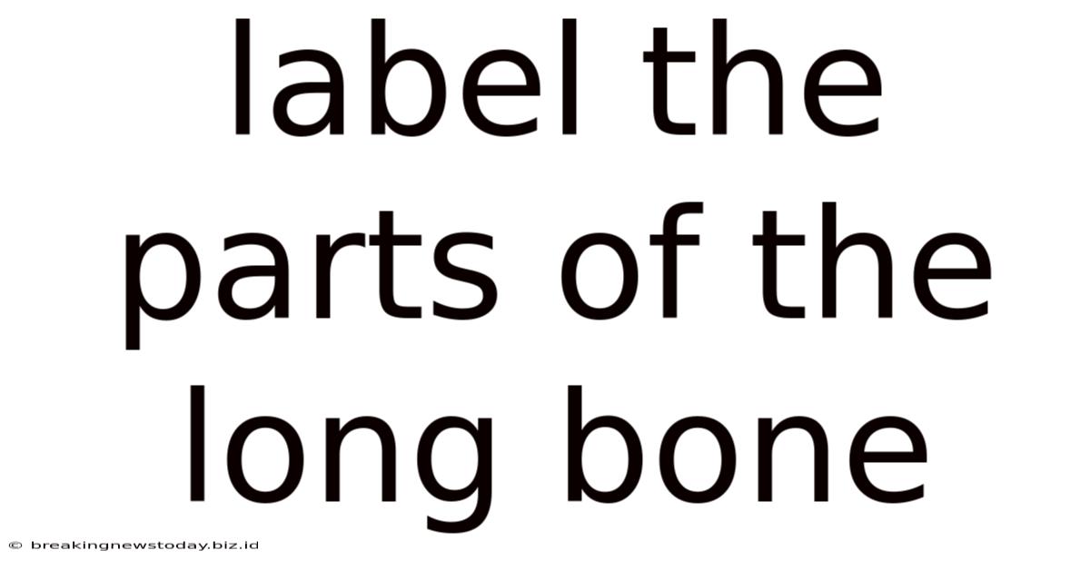 Label The Parts Of The Long Bone