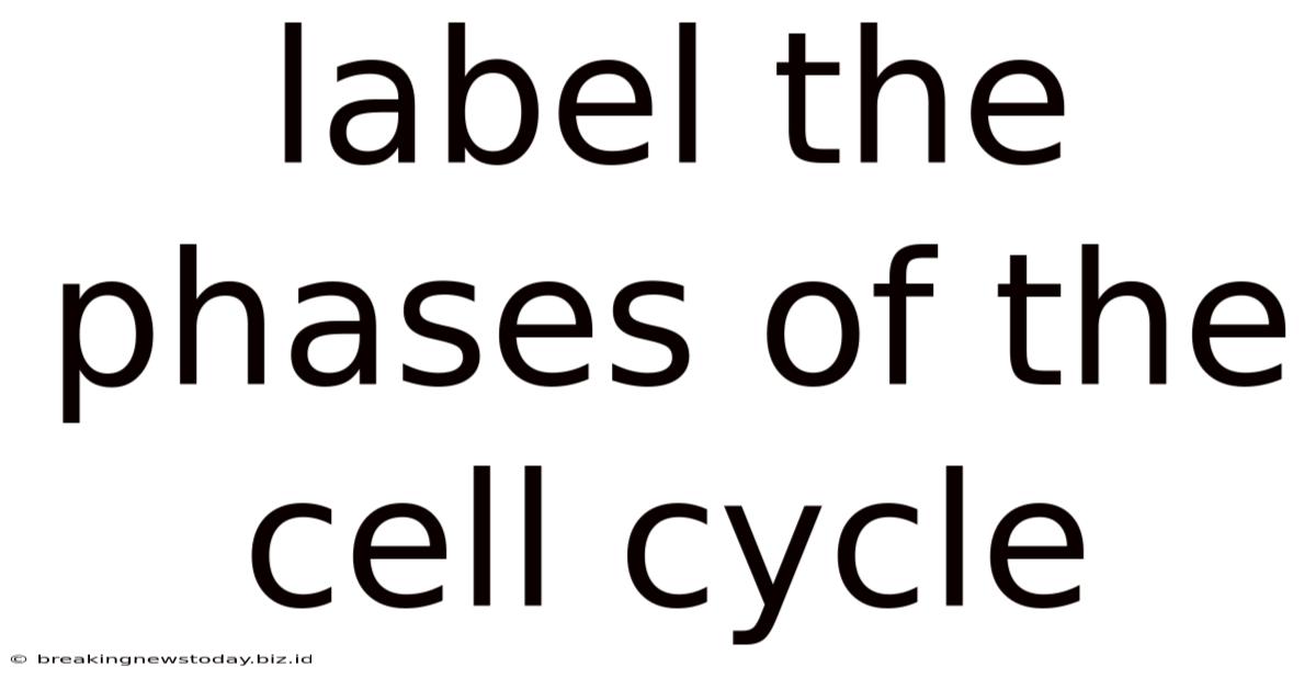 Label The Phases Of The Cell Cycle