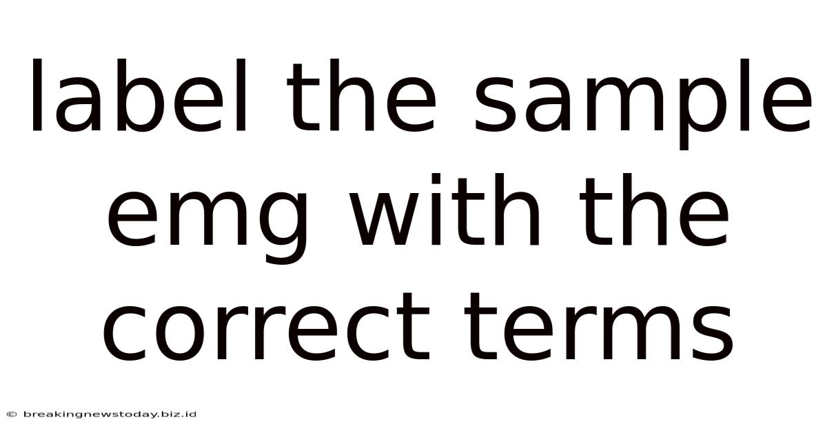 Label The Sample Emg With The Correct Terms