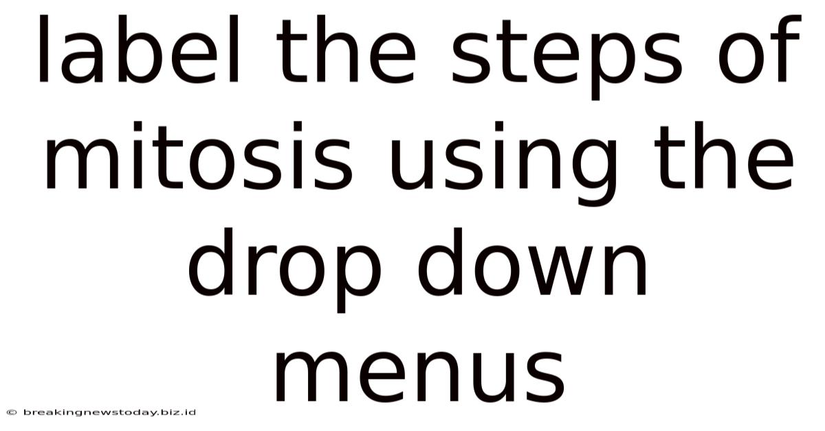 Label The Steps Of Mitosis Using The Drop-down Menus
